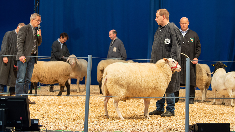 ET22_Website_759x427_Schaf.jpg